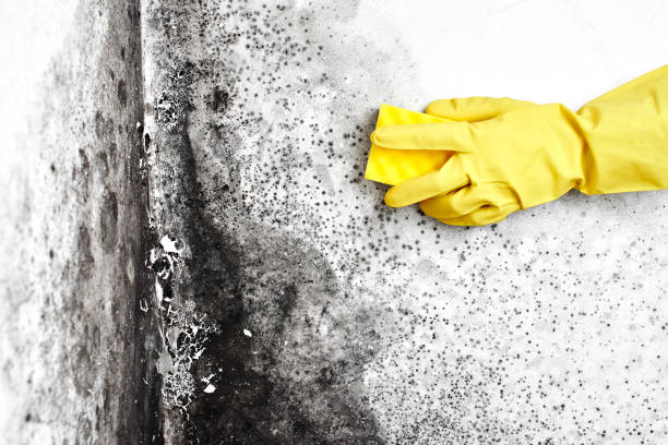 Best Forensic Mold Investigation  in Sumas, WA