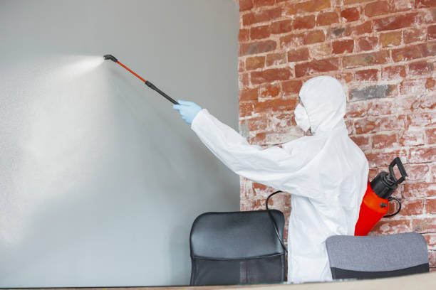 Best Attic Mold Removal  in Sumas, WA