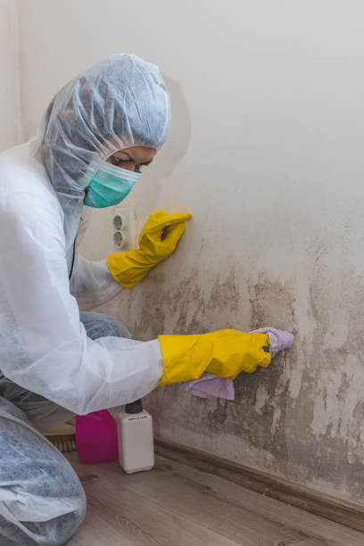 Best Mold Documentation for Insurance Claims  in Sumas, WA
